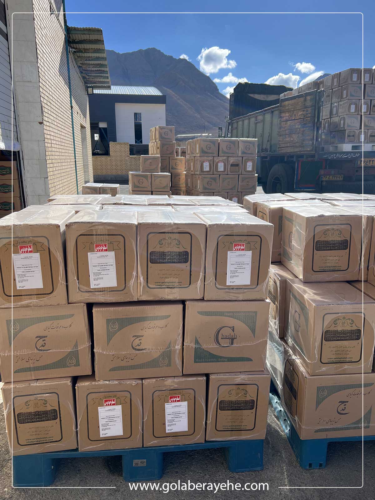 صادرات گلاب و عرقیات قدح به مالزی